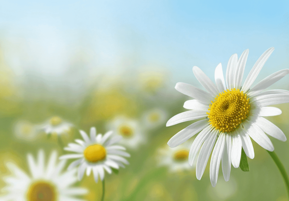 Daisies Summer Festival Jani
